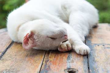 Portrait of white cat on wood table