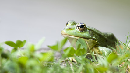 Frosch