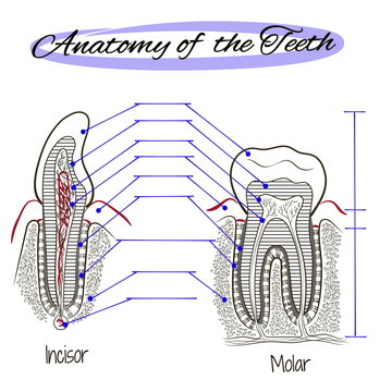 Human tooth structure