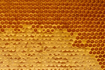 honey in honeycomb closeup macro