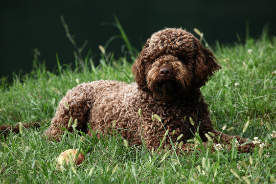 Lagotto Romagnolo dog