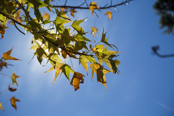 A beautiful autumn background with falling leaves.