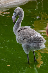 fuzzy baby flamingo with serious gaze staying in water