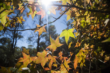A beautiful autumn background with falling leaves.