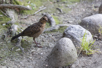 bird in the forest