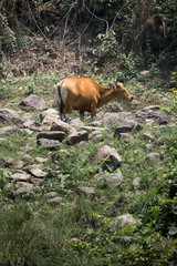 Banteng
