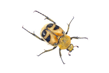 Colored yellow bug on a white background
