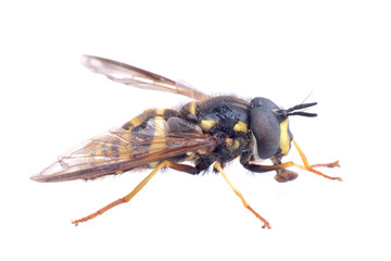 Black yellow striped fly on a white background