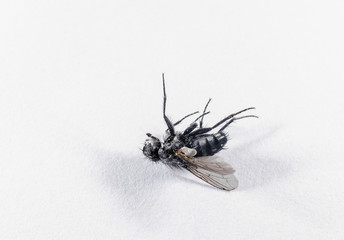 tote Fliege