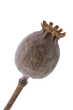 Dry finials on a white background