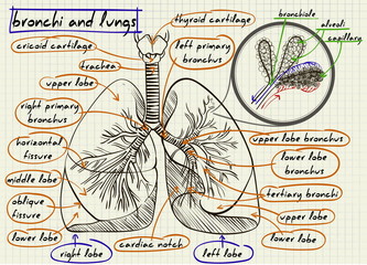 scheme of human lungs