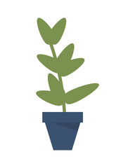flat design plant in pot icon vector illustration