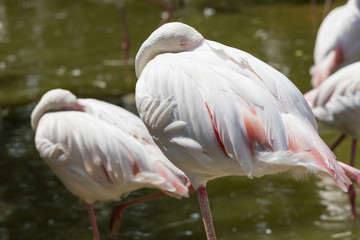 pink flamingo in the farm