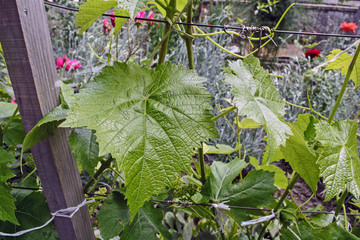 Vine home grapes