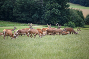 Naklejka na ściany i meble Deer grazing in the meadow