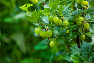 Gooseberry bush with unripe, green berries growing in a garden in the open field. Growing fruits and berries at home.