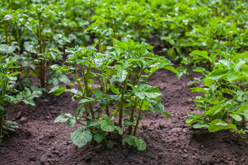 young potato tubers growing in a garden in the open field. Growing vegetables at home.