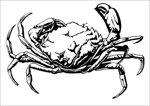 Illustration with a large crab.