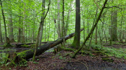 Fresh deciduous stand in summer