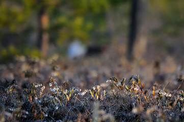 Blooming letherleaf at Black Grouses courtship display place