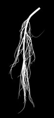 white matted root silhouette on black