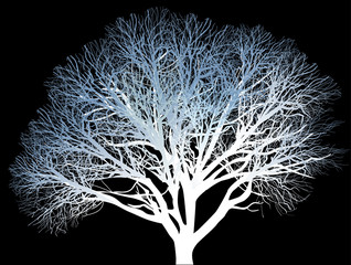 bare blue tree with danse branches on black