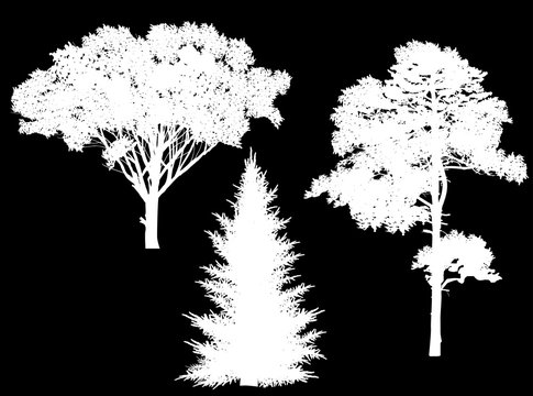 isolated three white trees silhouettes