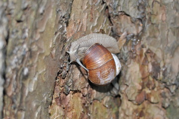 Snail crawling on its tree. Big snail on the trunk of old tree. Roman snail, edible snail, Helix...