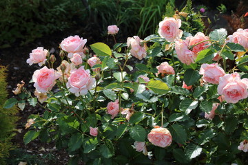Beautiful pink rose in a garden