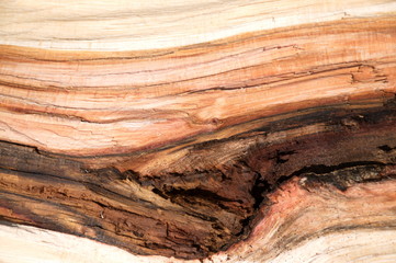 Wood texture of cut tree trunk