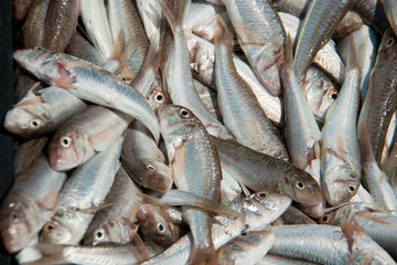 fish goatfish large number