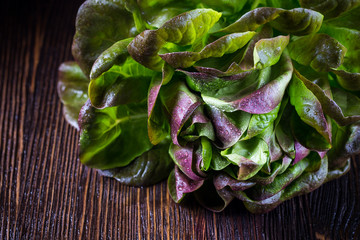 Organic Red Oakleaf lettuce - obrazy, fototapety, plakaty