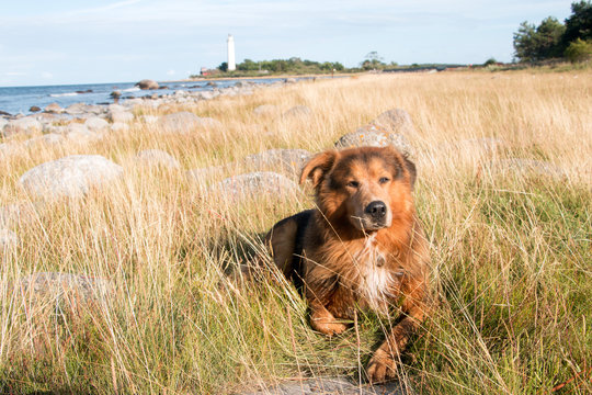 Hund liegt im Strandhafer Insel &Ouml;land Schweden im Hintergrund Leuchtturm Lange Erik