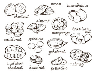 Nuts set vector illustration, hand drawn collection