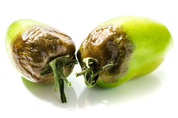 Braunf&auml;ule an Tomaten 