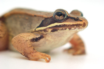 little frog on white background, wood frog closeup
