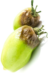 Braunf&auml;ule an Tomaten 