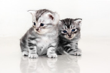Fototapeta na wymiar Cute American shorthair cat kitten with copy space
