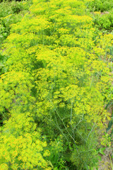 Fennel growing on the vegetable garden