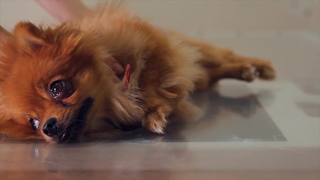 veterinarian doctor making check-up of a dog