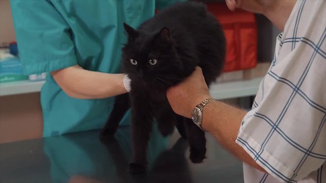 brown oriental cat being examined by veterinarian