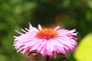 Fototapeta premium red aster in the garden