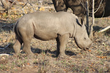 Fototapeta premium A young baby rhino falling asleep while standing in Kruger National Park