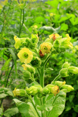 flowers of tobacco