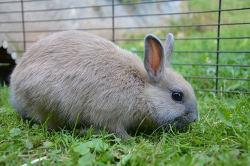 Zwergkaninchen - Farbzwerg - auf der Wiese frisst Gras 