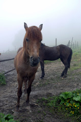 horses in a foggy morning at the meadow