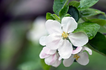 Obraz na płótnie Canvas Beautiful Flower in spring. Natural background after rain