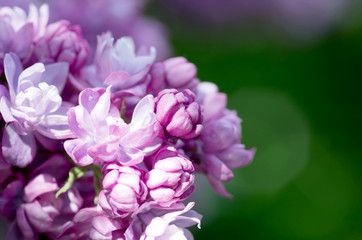 Blooming lilac flowers. Abstract background. Macro photo.