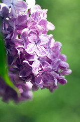 Blooming lilac flowers. Abstract background. Macro photo.