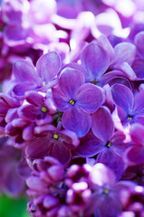Naklejka na ściany i meble Blooming lilac flowers. Abstract background. Macro photo.